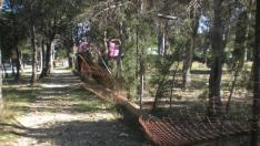 Estado de los pinares de Venecia tras el parque de atracciones