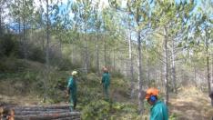 Trabajos de limpieza y repoblación en las Cuencas Mineras