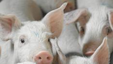 Los 'daños colaterales' del veto ruso trastocan ahora al sector porcino aragonés