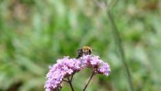 La dispersi&oacute;n de polen obliga a las abejas al contacto directo con la neurotoxina