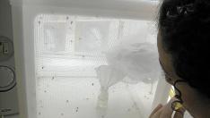 Los investigadores de la Universidad de Zaragoza (Facultad de Veterinaria) mantienen viva una colonia de estos mosquitos, que es con la que se ha probado esta investigación durante los últimos dos años y medio. El éxito es del 100%.