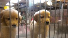 El Ayuntamiento de Zaragoza ya prohibió en 2013 la exhibición de los perros en escaparates