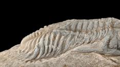 Un paseo submarino entre los fósiles paleozoicos de Santa Cruz de Nogueras