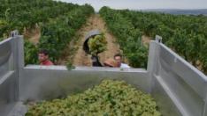 Recogida de las primeras uvas de chardonnay en los viñedos de Bodega Enate