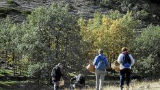 Recolectores de setas en Torres de Albarracín, en la campaña del año pasado.