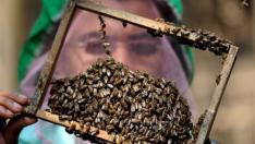 Un criador de abejas examina una colmena.