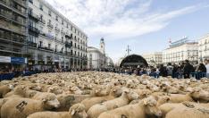 Dos mil ovejas llegan de Teruel al centro de Madrid para reivindicar la trashumancia