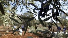 Aragón bate récords en la campaña del aceite de oliva