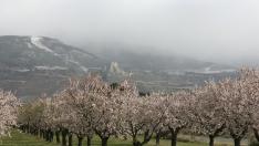 Imagen de archivo de árboles en flor. Algunas variedades de almendro están floreciendo antes de tiempo.