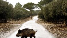 Las especies cinegéticas han causado más de 400 accidentes en lo que va de año en Aragón