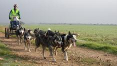 Arranca la Travesía de perros de tiro de los Monegros