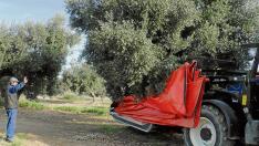 Un agricultor controla el proceso de recolección en una finca de Torrevelilla