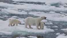 El pene de los osos polares podría deteriorarse por la contaminación química