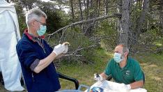 Cráneo humano encontrado en las excavaciones arqueológicas en la cueva de Els Trocs, en Huesca.
