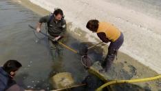 Casi 1.000 ejemplares de pez fraile recuperados en una balsa