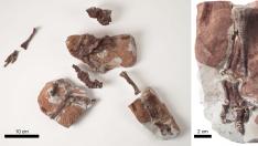 Esqueleto articulado de una cría de Iguanodon galvensis y detalle del pie derecho.
