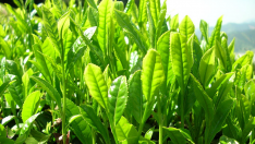 Algunos compuestos presentes en el té verde pueden servir para tratar enfermedades metabólicas.