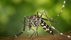 Imagen del mosquito tigre.