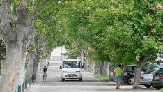 El Justicia pide que se respeten los árboles de Casetas. La renovación de servicios de la avenida de la Constitución de Casetas obligará a talar, al menos, 19 árboles de gran tamaño.