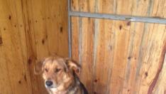 En la imagen, Tauste, uno de los perros que busca dueño, del Centro de Protección Animal