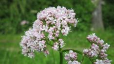 Los farmacéuticos aconsejan sobre el uso de plantas para alteraciones nerviosas