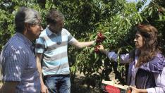 Daños en la cereza. Manuel Rausa, Sergio de Dios y Alicia Millanes observan los daños que las lluvias han provocado en variedades tempranas de cereza en una finca situada en Torrente de Cinca.