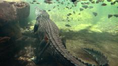 ?Un cocodrilo se lleva a una mujer que se bañaba en una playa de Australia