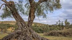 Apadrinaunolivo.org ha recuperado 4.500 olivos en Oliete (Teruel)