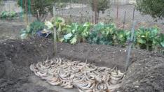 Uno de los preparados de la agricultura biodinámica