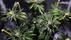 Una planta de marihuana en Oakland, California.