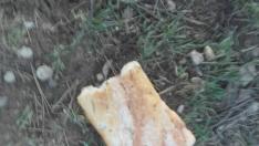 Trampa para perros encontrada en un parque de Torrero