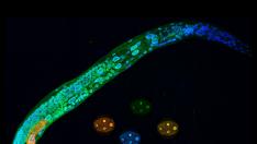 Larva y embriones de 'Caenorhabditis elegans'. En la larva se aprecia que MEL-28/ELYS (verde) se localiza en la envoltura nuclear que rodea la cromatina (azul) de todas las células.