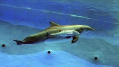 Nace la primera cría de delfín mular por inseminación artificial en España