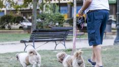 Los dueños deberán registrar el ADN de los perros en su visita anual al veterinario.