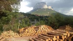 Varias asociaciones ecologistas piden que se detenga la tala del abetal de Sierra Ferrera