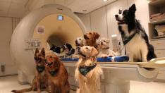 Los 13 perros entrenados a lo que se le realizó una resonancia magnética para el estudio.