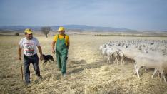 Evelio Ibarzo (con peto verde) y su hermano Bernardino, en su explotación ganadera en Mesones de Isuela, en la comarca del Aranda.