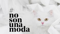 Campaña de la Fundación Affinity contra el abandono animal.