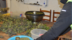 Desmantelada en Villarluengo (Teruel) la mayor plantación de marihuana de Aragón