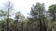 Bosque de pinos con problemas de salud
