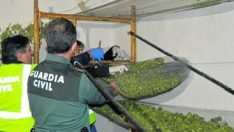 La finca plantada de marihuana en Villarluengo había sido alquilada para cultivos ecológicos
