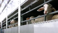 Transporte de ganado ovino.