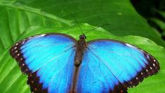 El colorido y el diseño de sus alas convierte a las mariposas en pequeñas joyas voladoras.