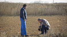 Fernando Bermadaus y José Antonio García observan los daños en un campo donde plantaron cereal, en Épila.