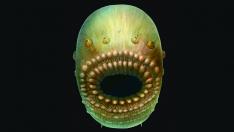 Saccorhytus coronarius mide apenas un milímetro y tiene una boca inmensa