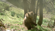 Un oso captado por una cámara en una zona del Pirineo catalán.