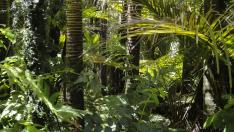 La selva del Amazonas