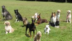 Las razas de perros son muy diversas entre ellas