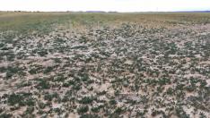 Daños producidos por los conejos en cultivos del Bajo Aragón