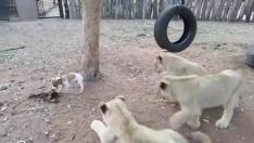 Perrito vs leones...¿Quién ganará?